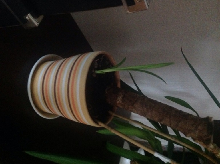 Юкка и ее размножение