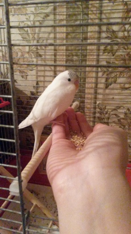 Птички мои, ручные, летают уже)))