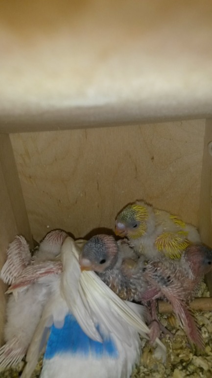 А мы уже с перьями)))