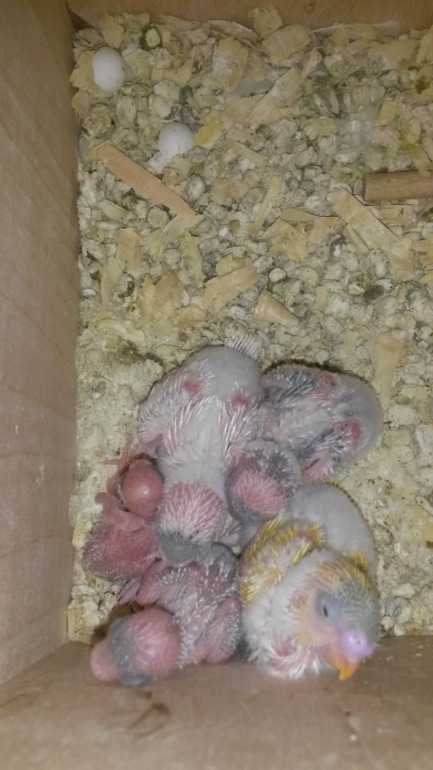 А мы уже с перьями)))