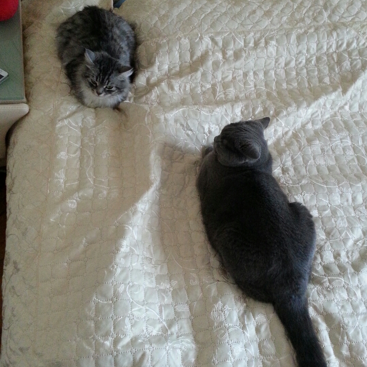 Давно своих пушистиков не показывала.