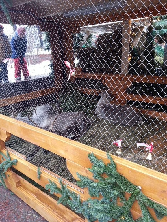 МК в итальянском ресторане.