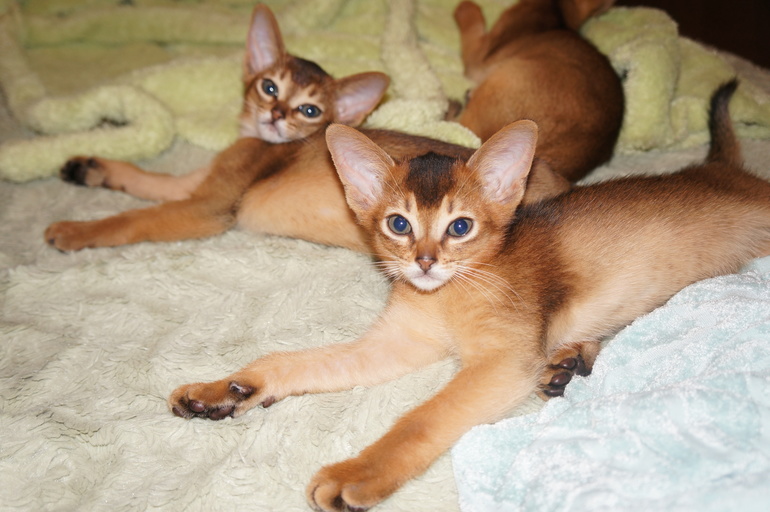 Продаются балдежные абиссинские котята рожд. 19.11.2013