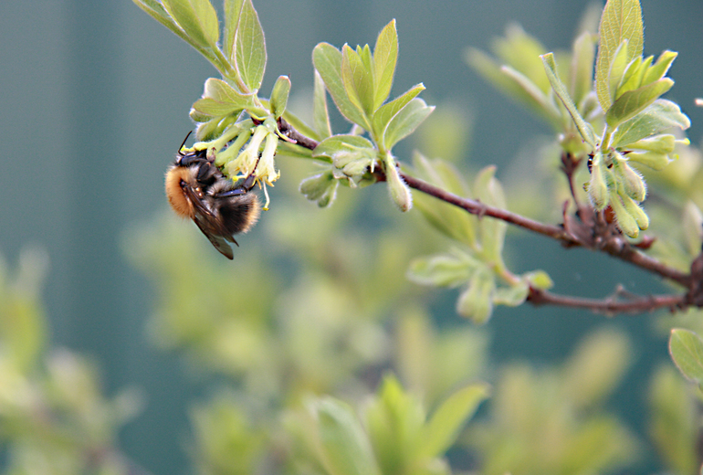 Контрольное задание № 5. "Корректируем тона при помощи уровней"