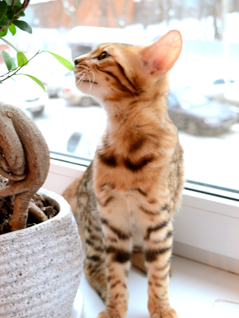 Не нарадуюсь на нашу кошечку;)))