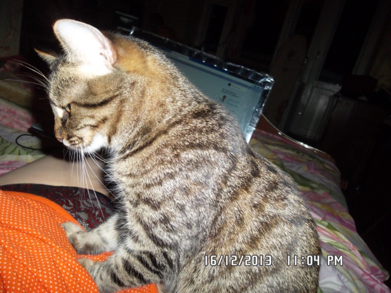 Удивил кот!