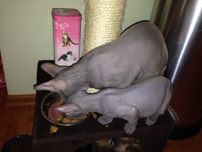 Продается сфинксенок-девочка!