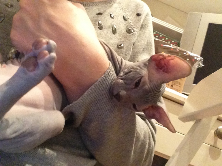 Продается сфинксенок-девочка!