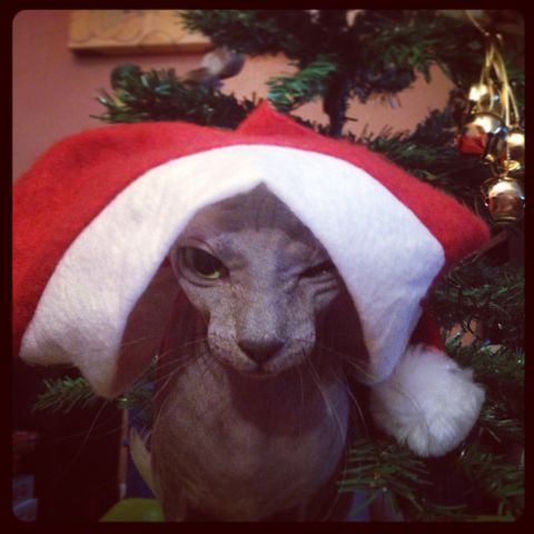 С Наступающим Новым Годом!!!!!