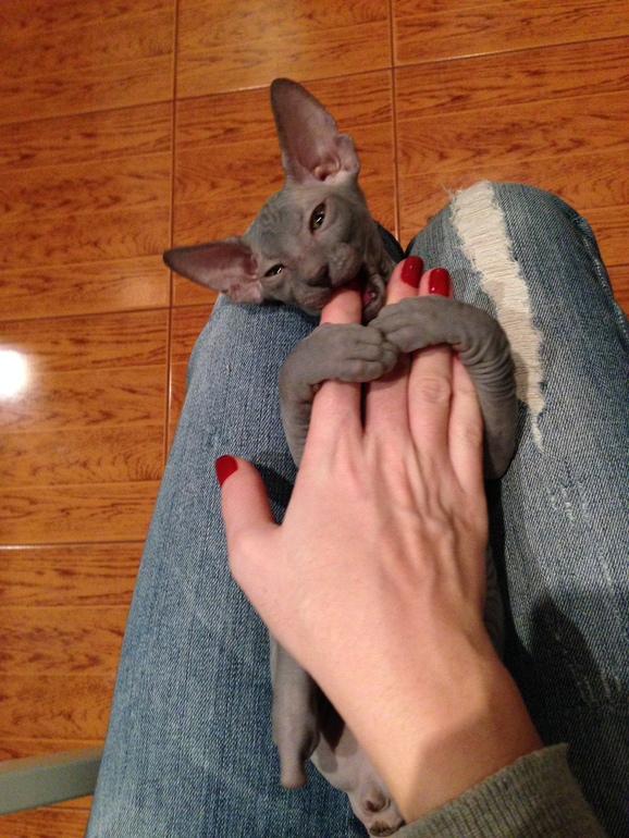 Продается сфинксенок-девочка!