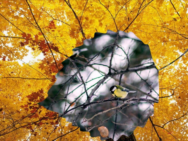 Контрольное задание № 10. Использование быстрой и обтравочной масок