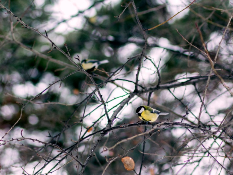 Контрольное задание № 10. Использование быстрой и обтравочной масок