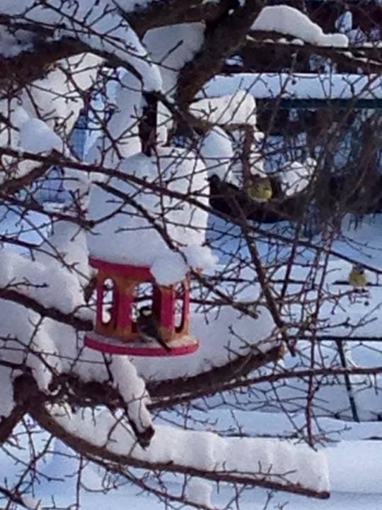 Торт-кормушка:)