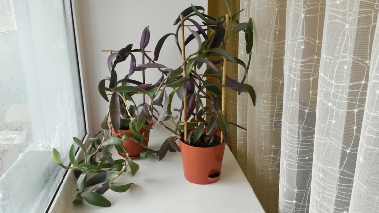 Традесканция.