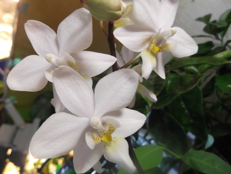 Продаются орхидеи - от 300 руб.