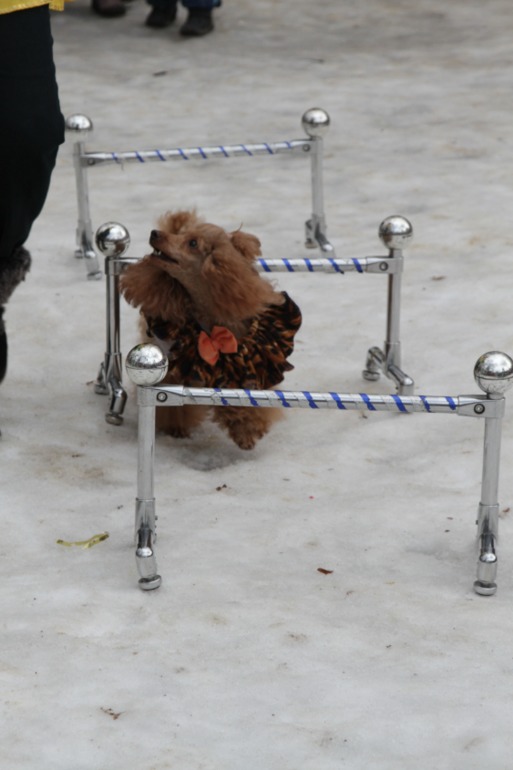 Праздник в парке