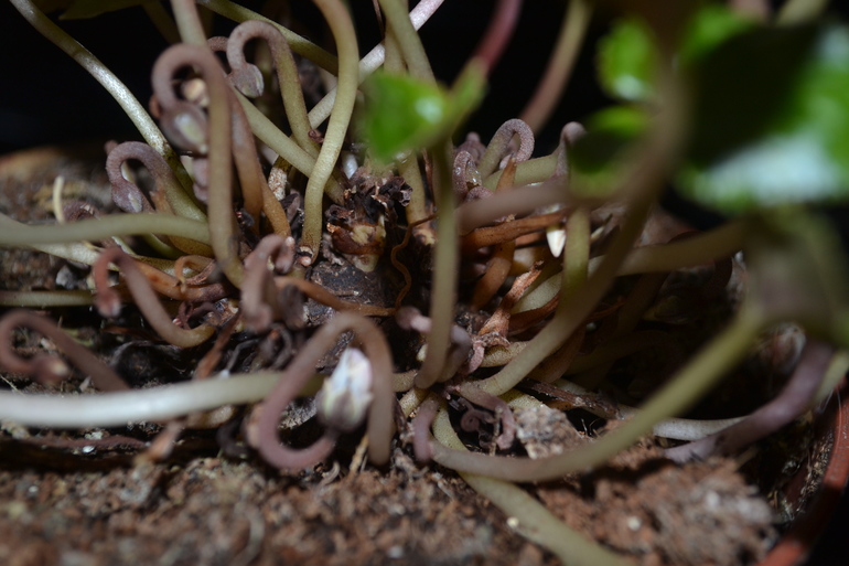 Как спасти цикломен?