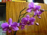 68/28  или полет хозяюшки