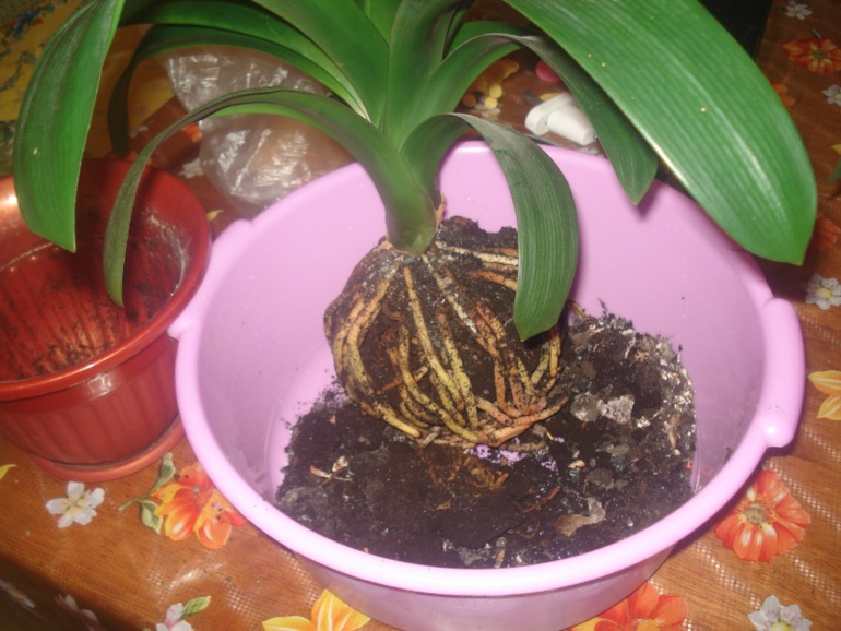 Кливия гниет