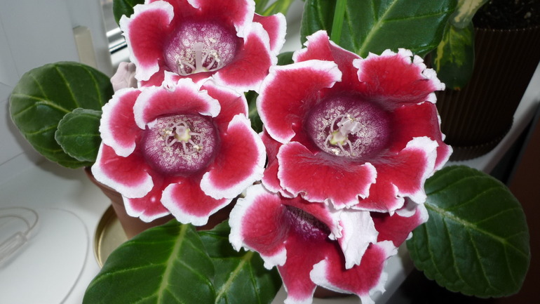 Глоксинии из семян!