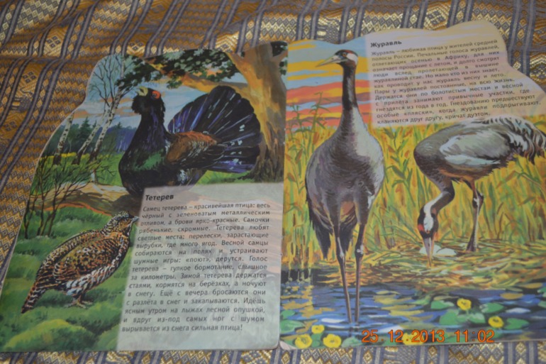 ТН Птицы 4,5 день