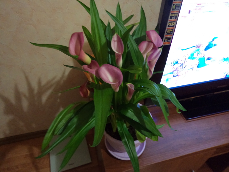 Просто покажу...