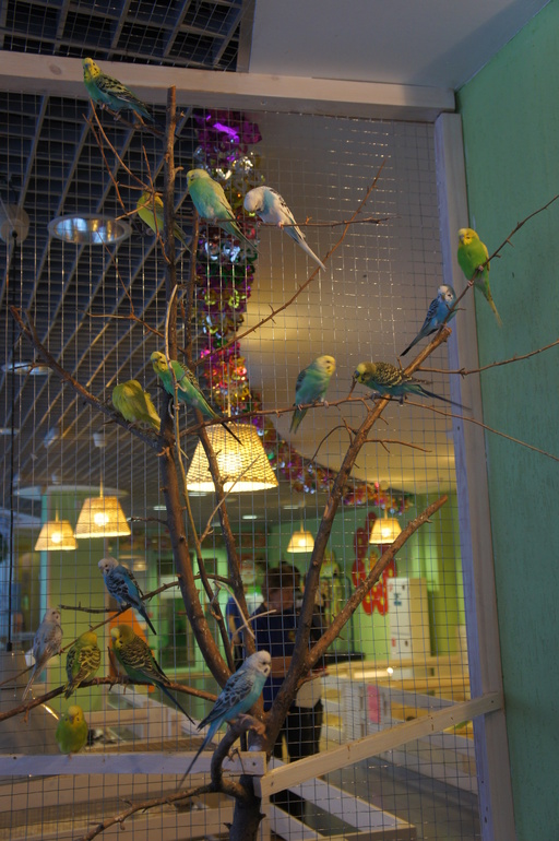 Случайный зоопарк