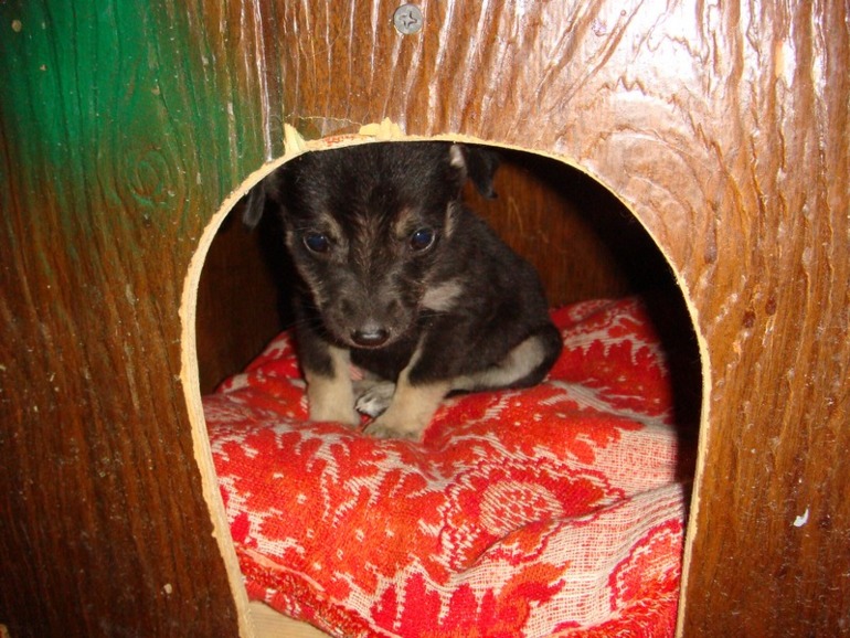 Вопрос про собачку?