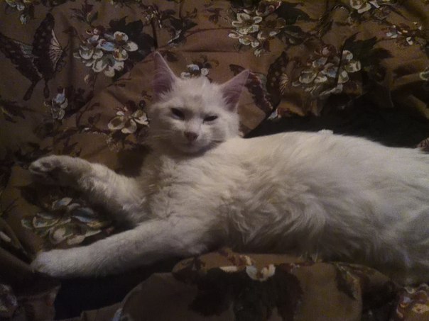 Найдена белая кошка. Ищутся хозяева.
