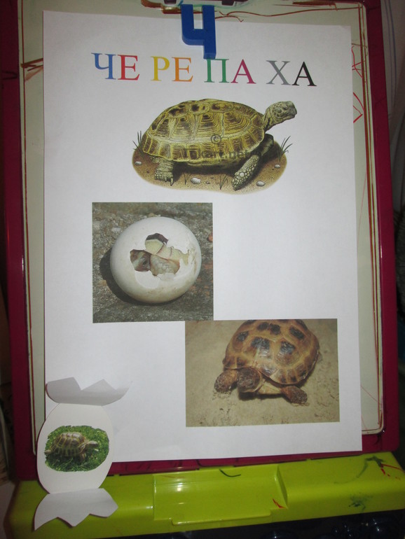 День 2. Черепашка