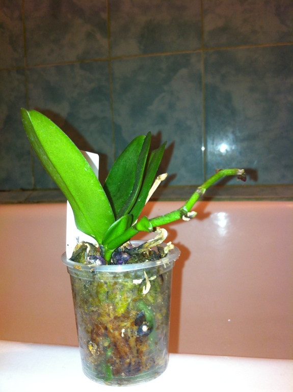 Можно ли их спасти?