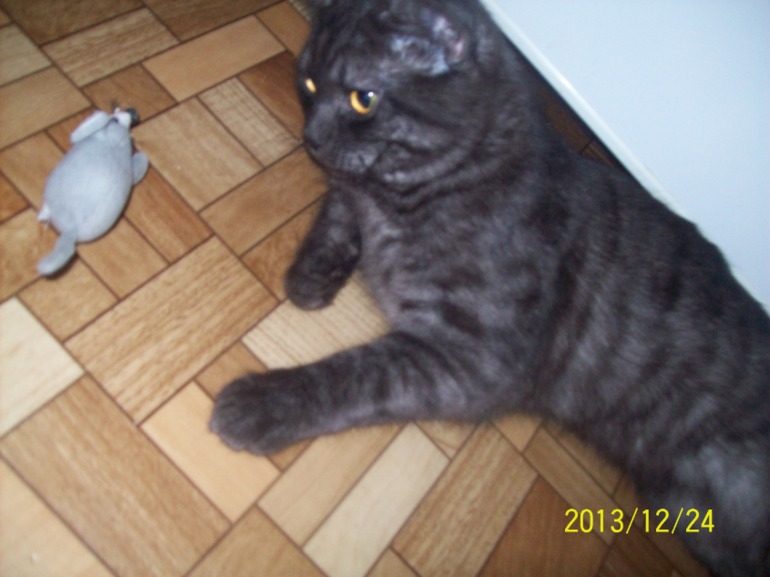 Мой любимы Кузя.