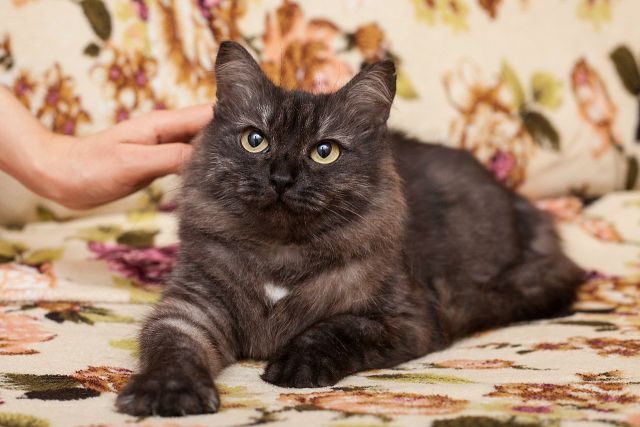 Мой любимы Кузя.