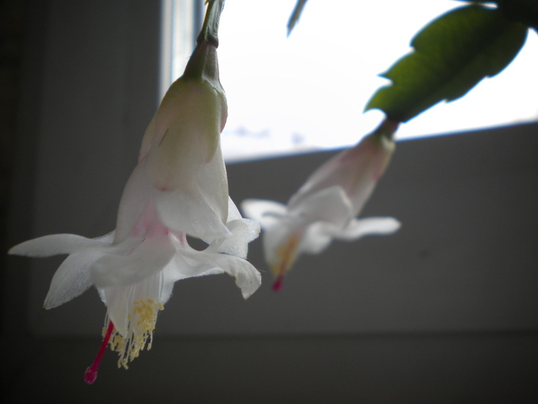 шлюмбергера malissa