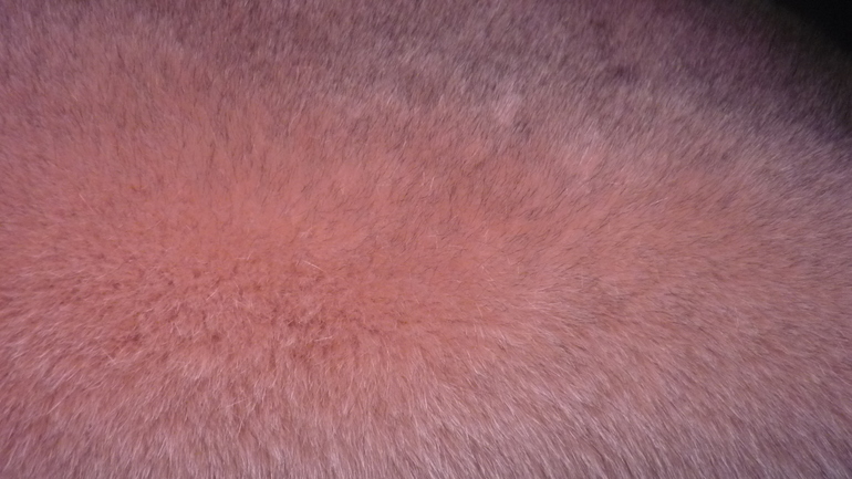 Меховые помпоны на любой вкус!  Песец, Енот, Кролик.