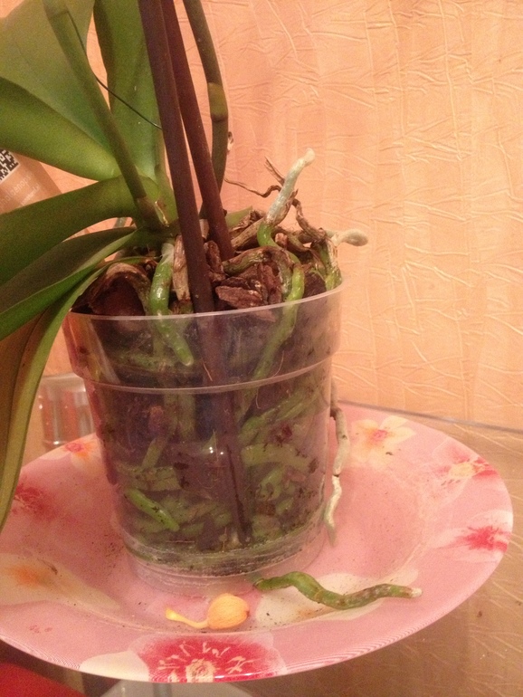 Мнение о состоянии орхидеи