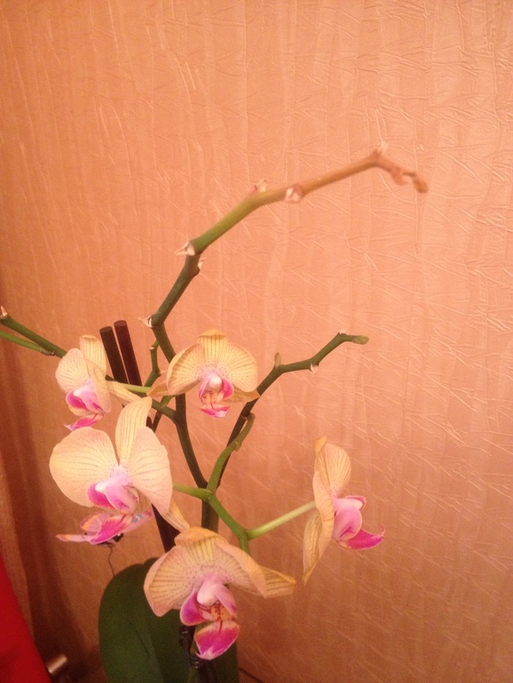 Мнение о состоянии орхидеи