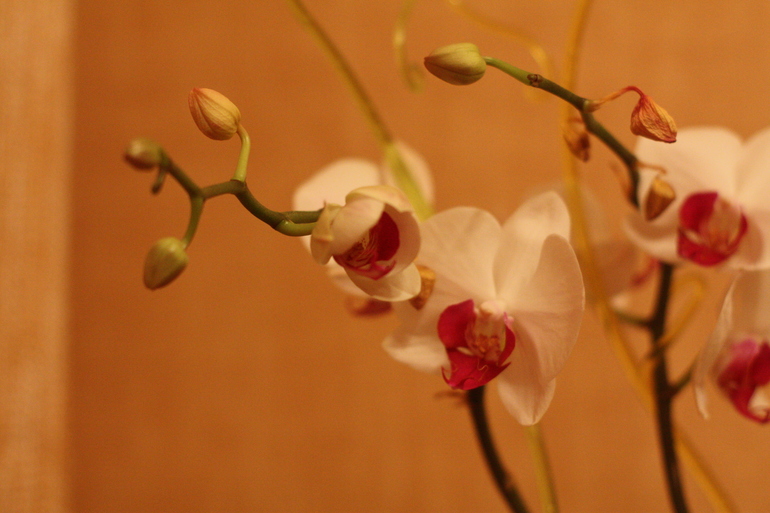 Оцените состояние орхидеи
