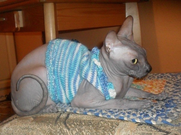 Когда можно вязать кошка сфинкса Когда можно вязать кошка сфинкса