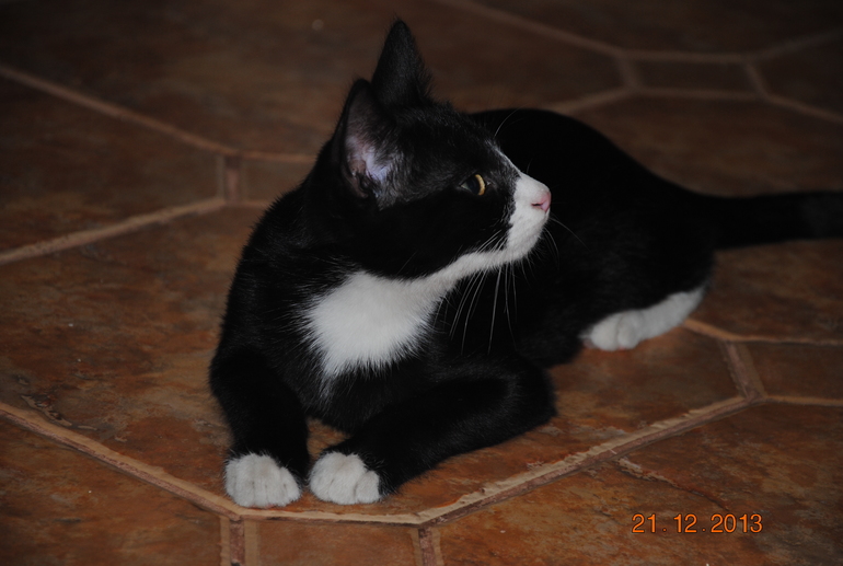 В добрые руки!!