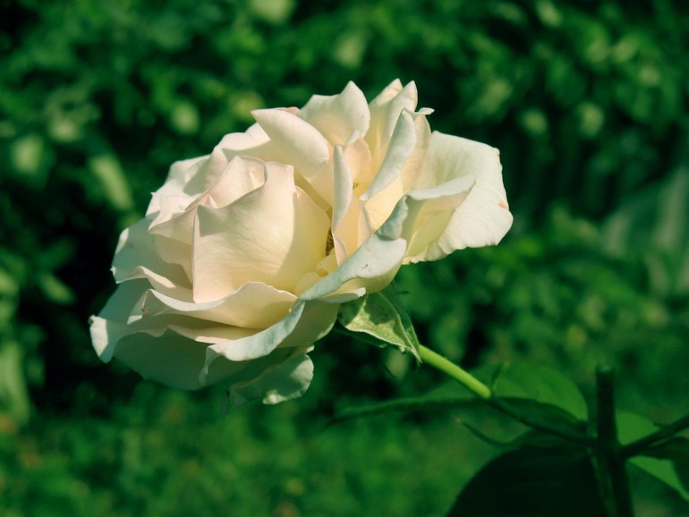 Урок №6 Три способа цветокоррекции фотографии