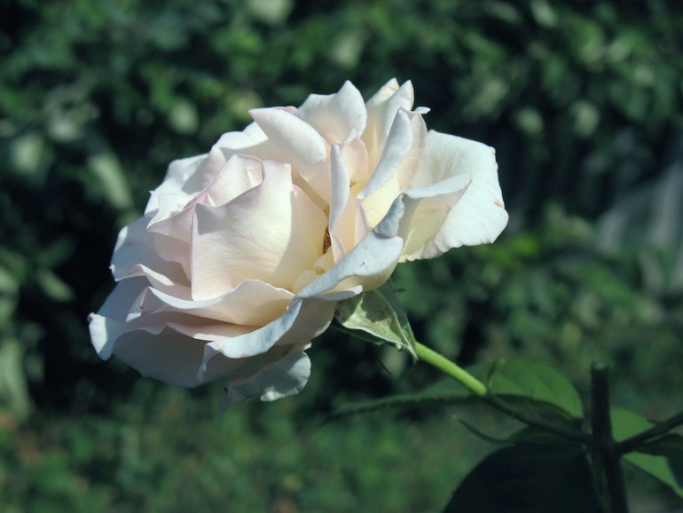 Урок №6 Три способа цветокоррекции фотографии