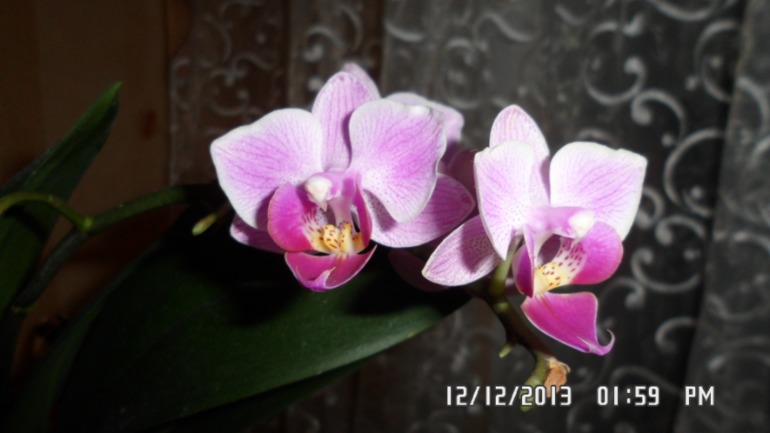 Долгожданное цветение орхидеи