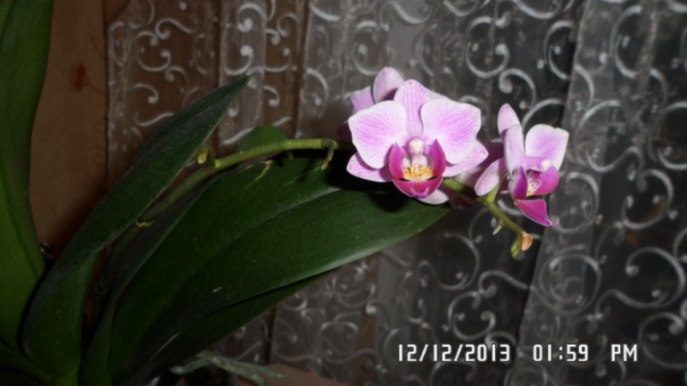 Долгожданное цветение орхидеи