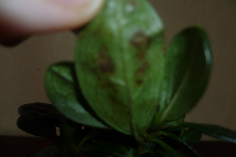 осень у азалии(((