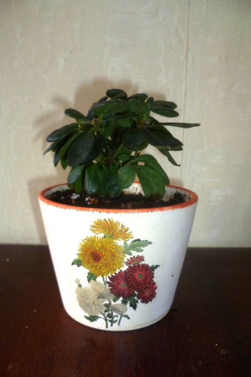 осень у азалии(((