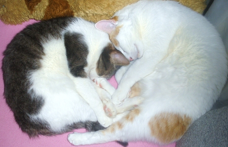 Поддержите Тему и Басю.