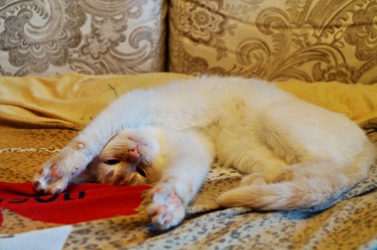 Наша Киська Муська