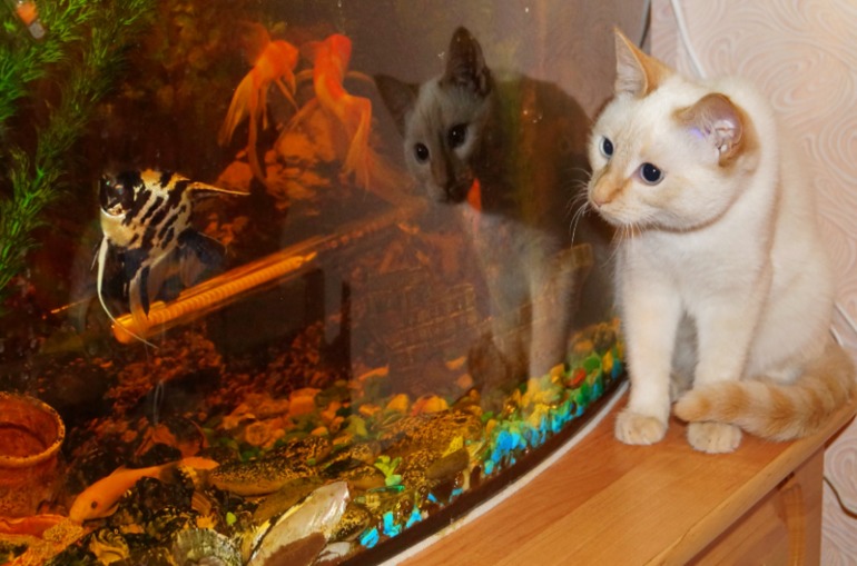 Наша Киська Муська