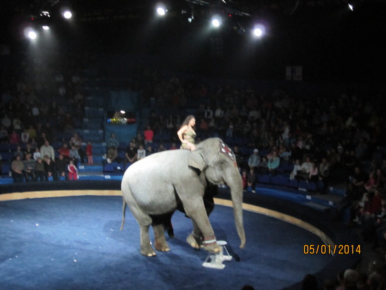 Новогоднее представление в цирке огромных зверей.